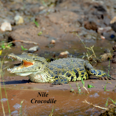 Nile Crocodile